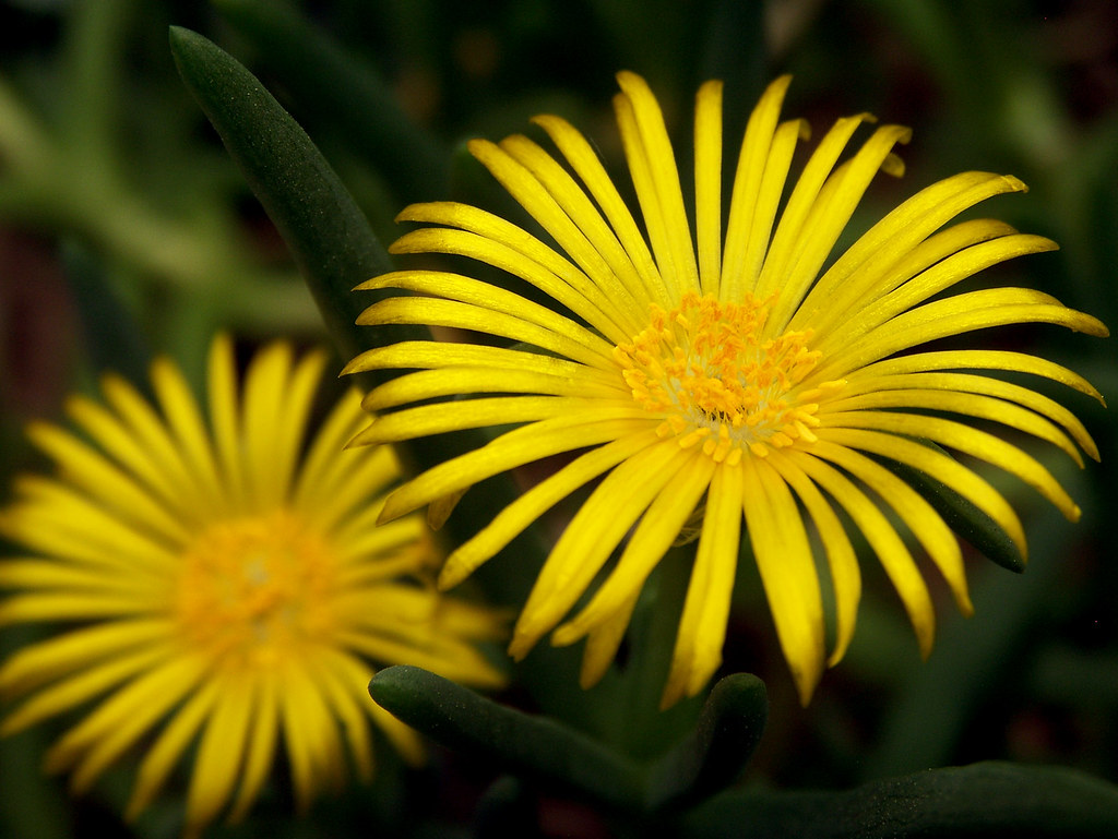 2 ice Plant Flowers Taken with a point and shoot camera, t… Flickr