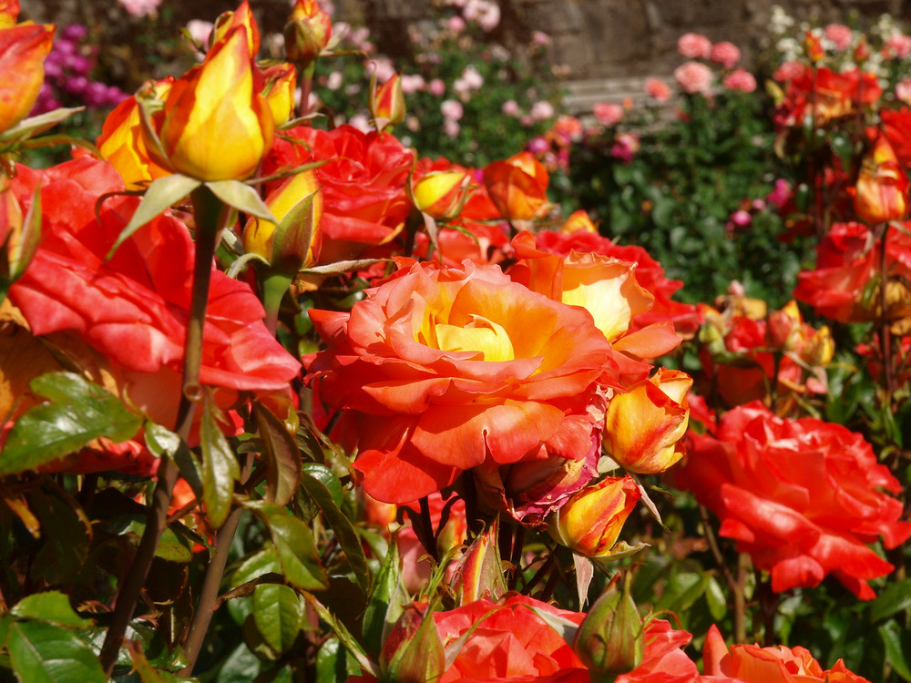 Best Roses 2010 Portland Oregon's Washington Park contains… Flickr