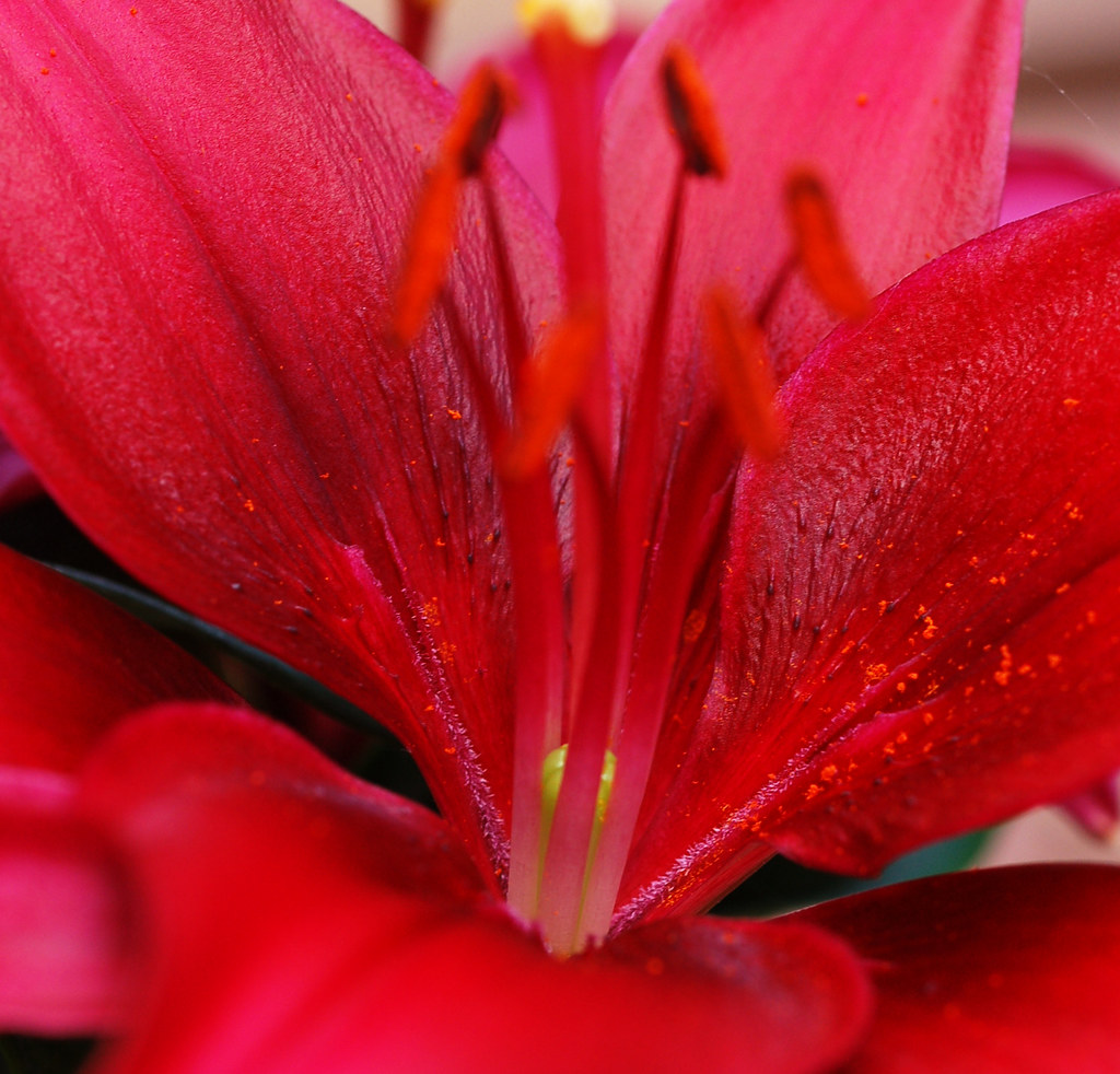 Asiatic Lily petals Scientific Name Lilium Asiatic hy… Flickr