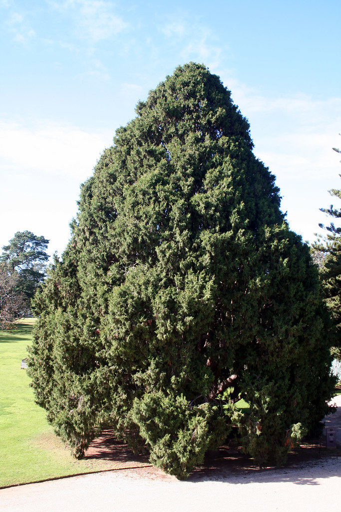 20100711_7219 Bhutan Cypress Cupressus torulosa Bhutan C… Flickr