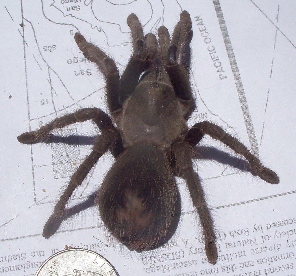 San Diego tarantula California Ebony Tarantula (Aphonope… Flickr