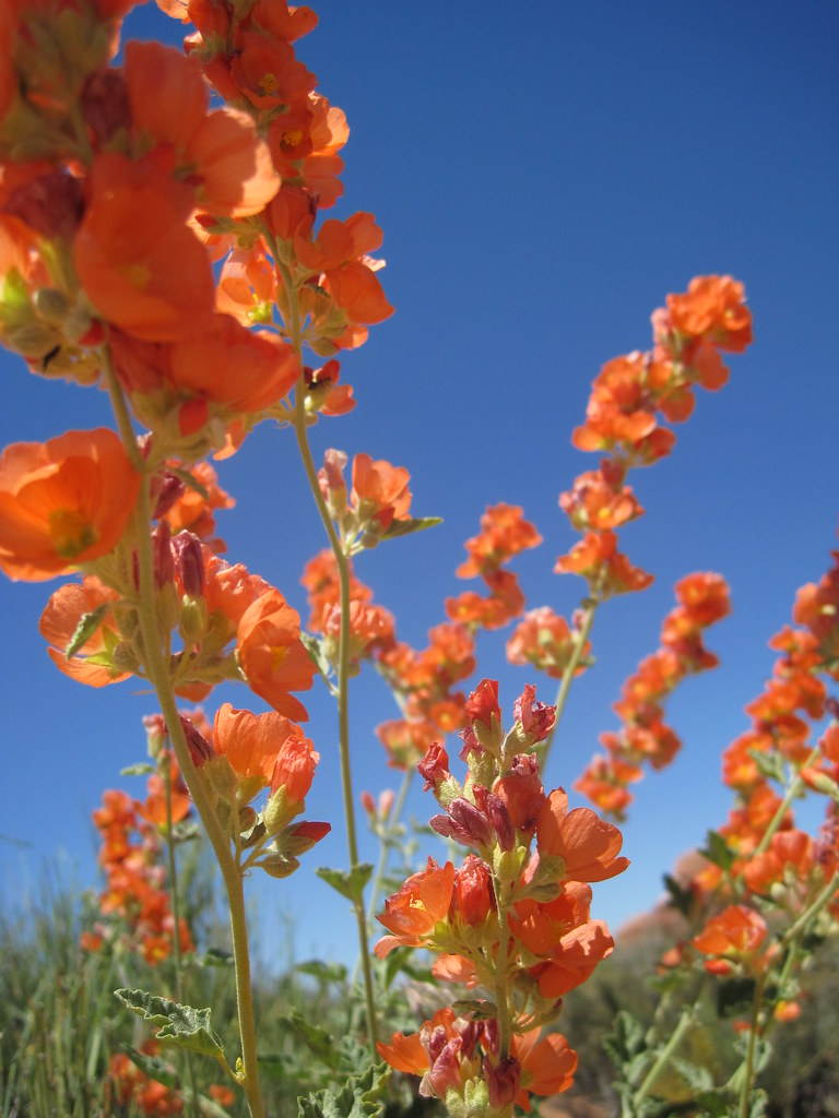 Globemallow, Arches National Park Beautiful flowers on tra… Flickr