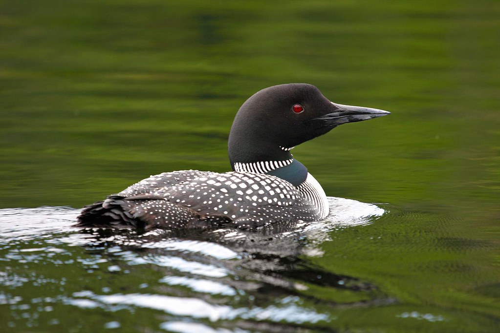 7.10 Loon. Photo by John Finnegan. Bearskin Lodge Flickr