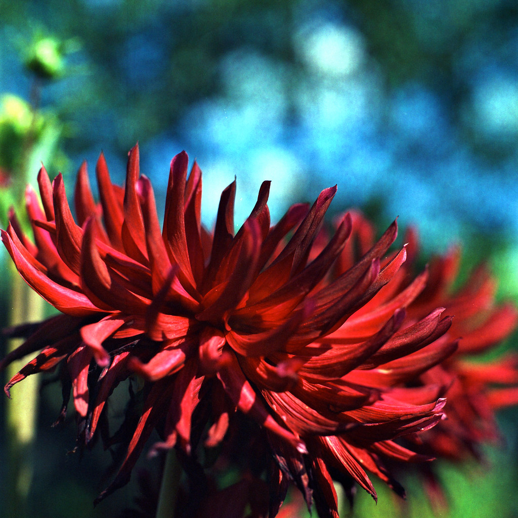 The Flower of Carnage Meiko Kaji The Flower of Carnage Flickr