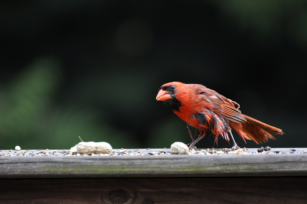 Cardinal in the Rain likeaduck Flickr