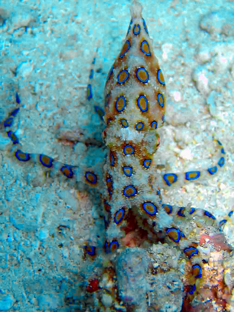 bluering octopus Diving in the Phillippines Cabilao 2006 Roland