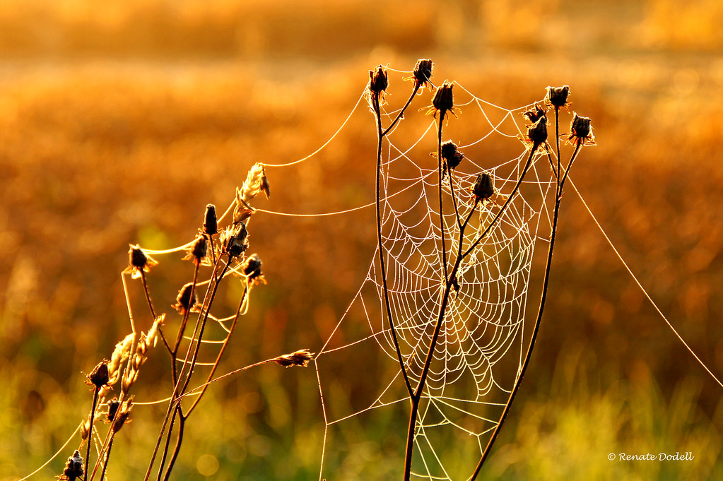 Golden Cobweb View On Black Renate Dodell Flickr