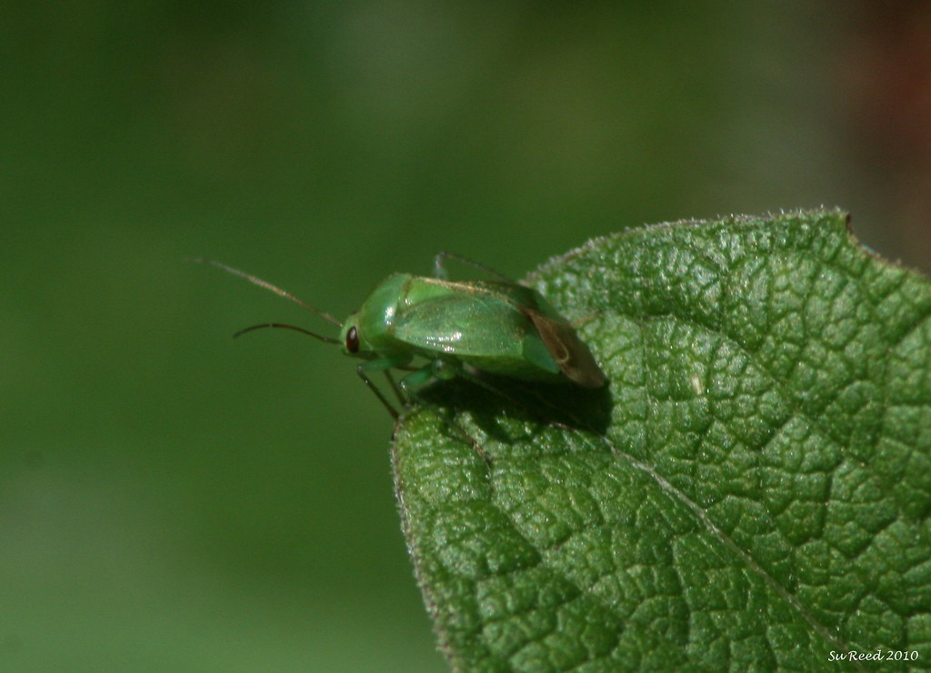 Small green bug ? id Marlpost woods Southwater Horsham Wes… Su Reed