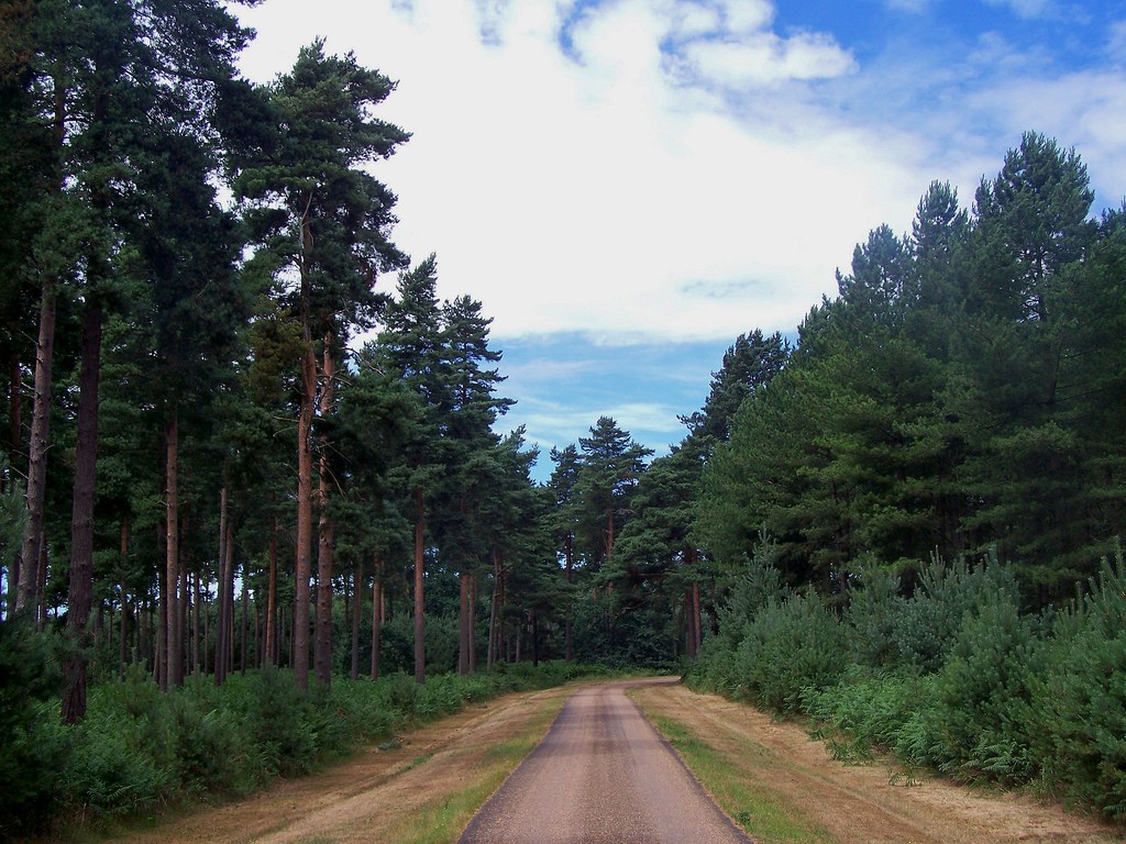 Thetford Forest in Norfolk, England July 2010 en.wikiped… Flickr