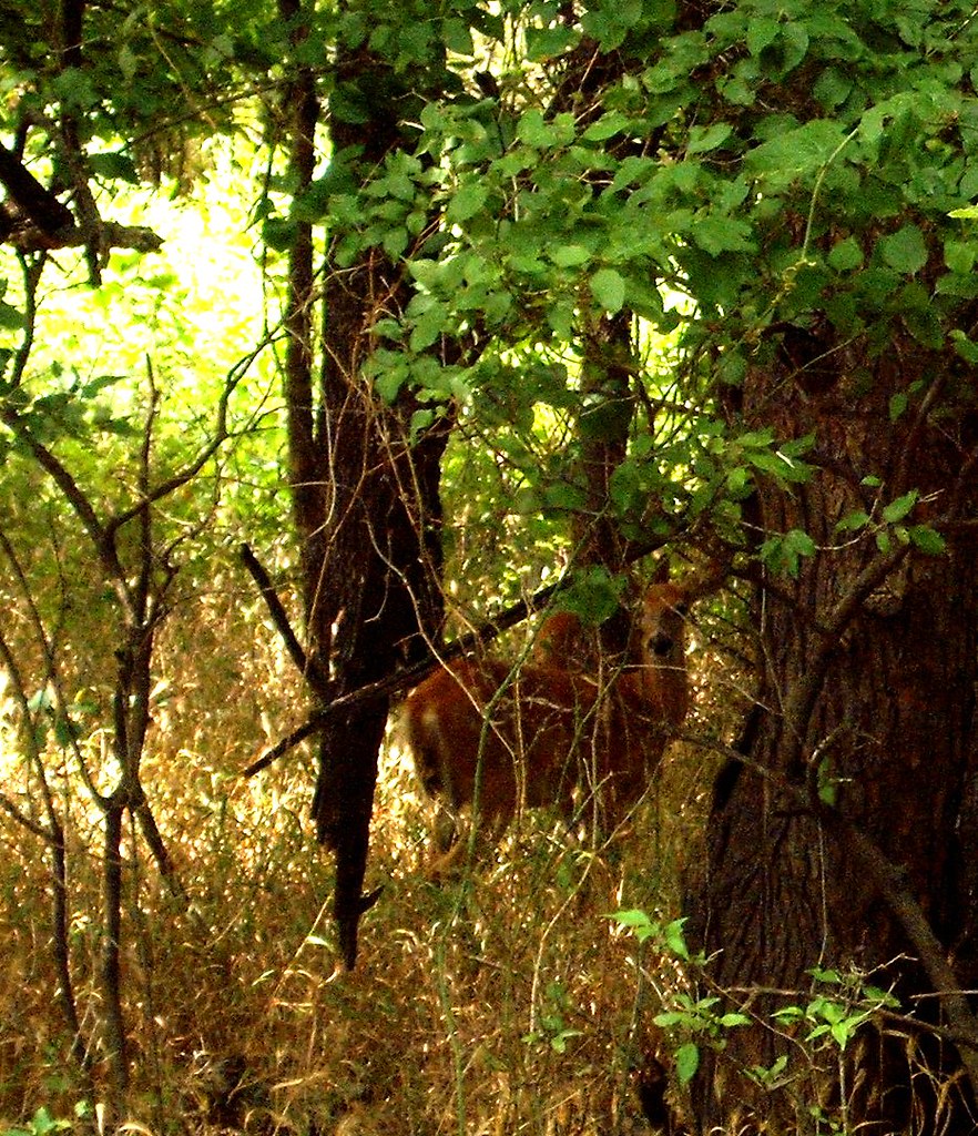 White Tail Deer in Park Wichita, KS alnbbates Flickr