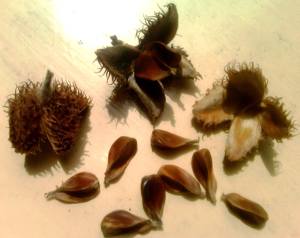 European Beechnuts (Fagus Sylvatica) Nuts from the Europea… Flickr