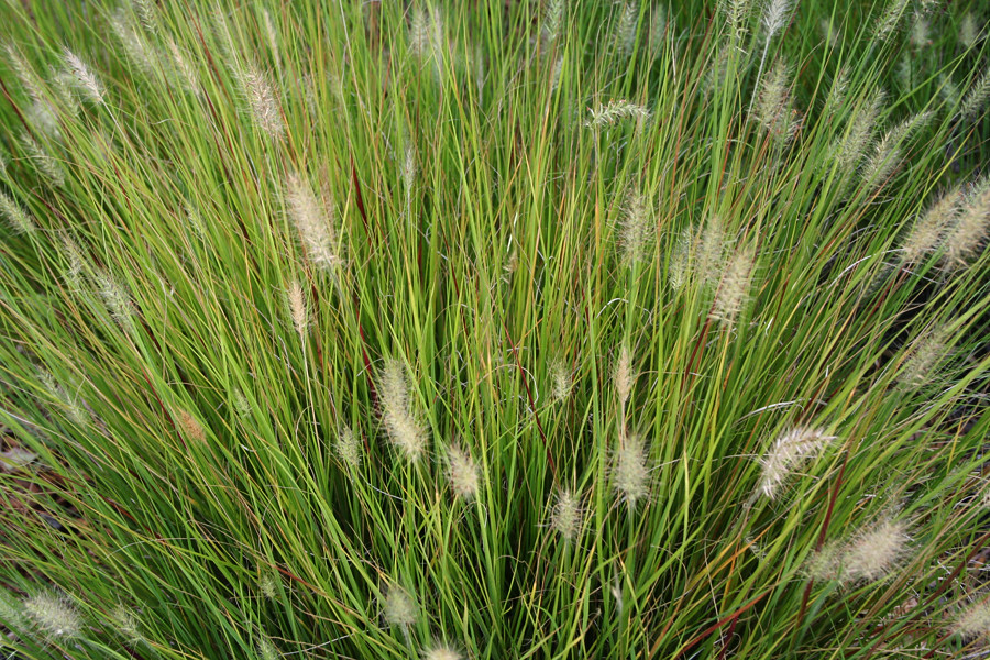 grassweb Kansas prairie grass Vivian Mosier Flickr