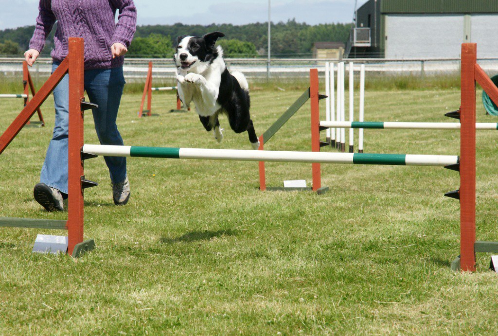 DSC03826 Highland Agility Show 19 June 2010 ronald_anderson_sa Flickr