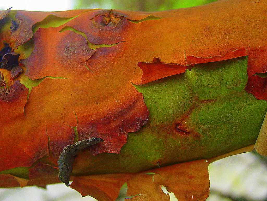 Pacific Madrone (Arbutus menziesii Pursh) In the late summ… Flickr
