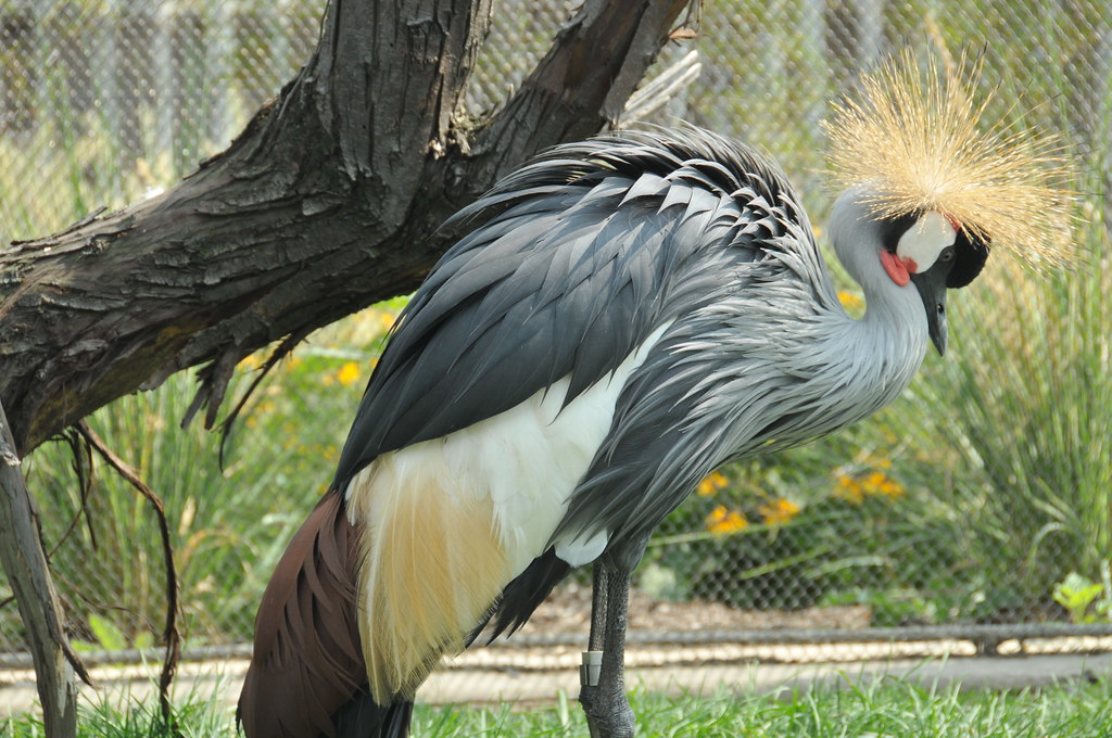 Indianapolis Zoo Birds 003 Jeffrey Sherman Flickr