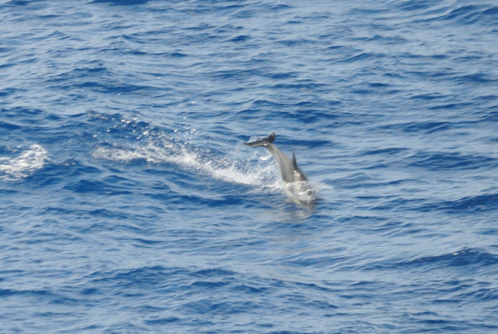 Striped Dolphin, Bay of Biscay Kevin Oakhill Flickr