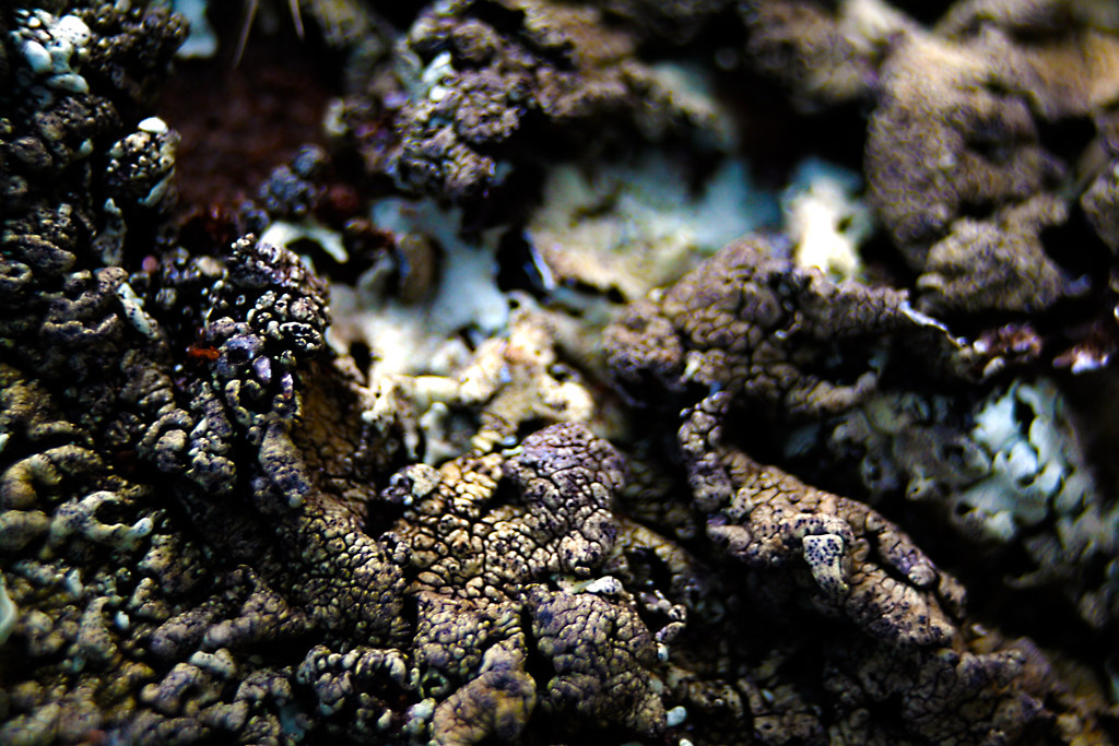 Mold on the Rocks Joseph Priser Flickr