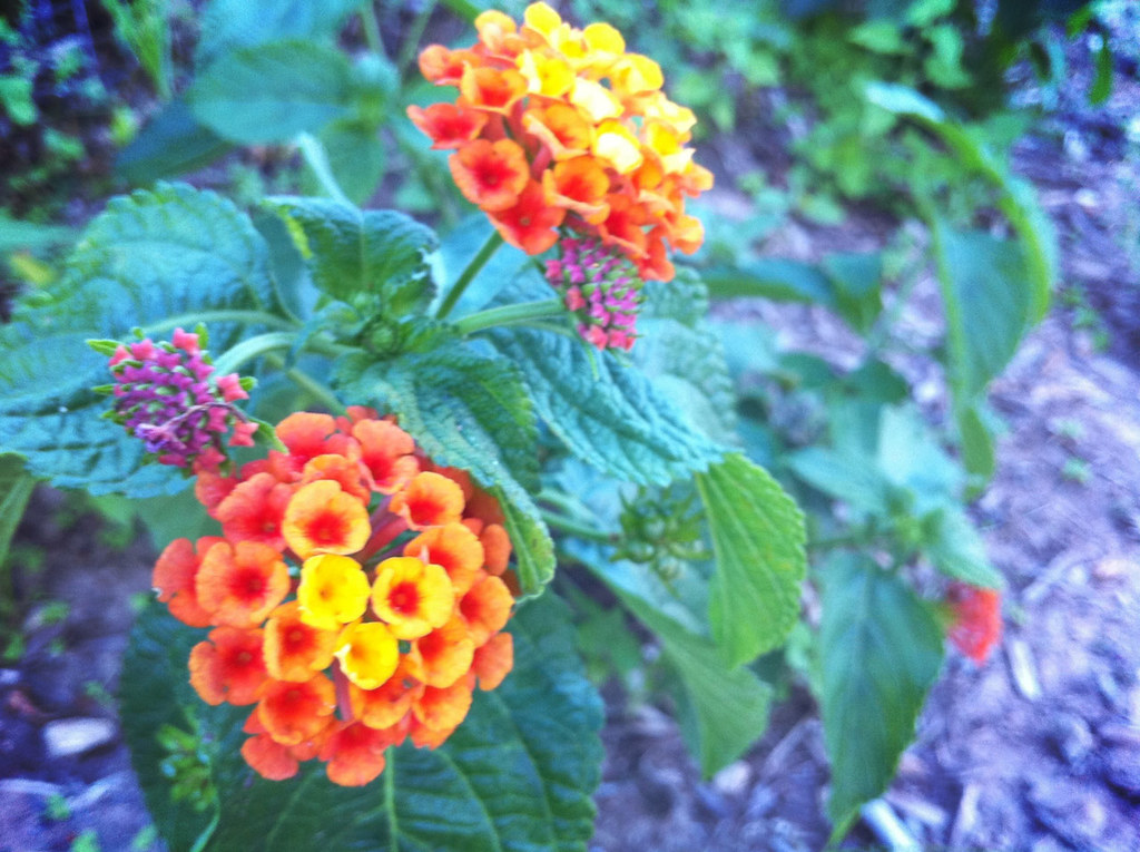 OKC Flowers Beauty in Oklahoma City. Only slight post (i.e… Flickr