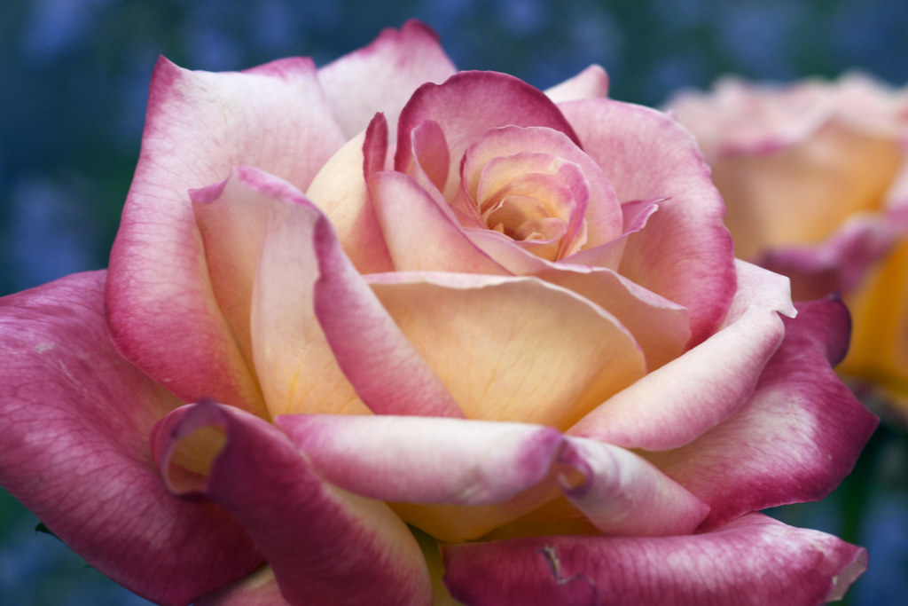 Hybrid Tea Rose Granada 'Granada' is a hardy, hybrid tea… Flickr