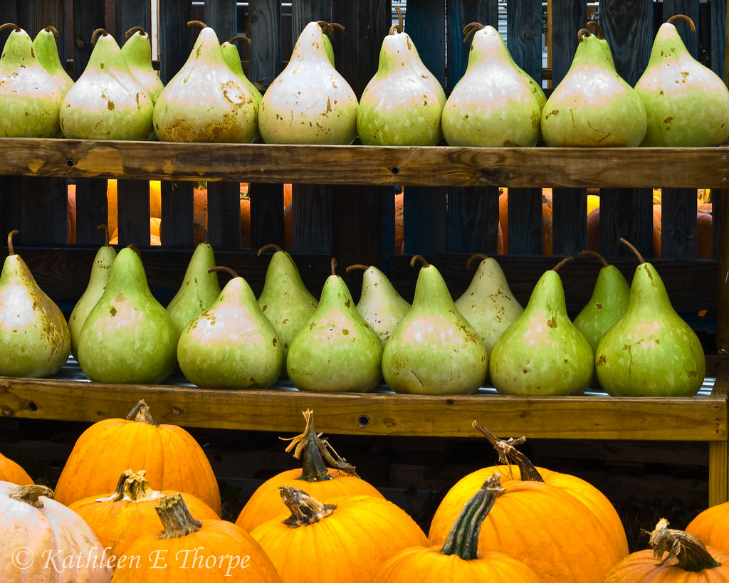 Pumpkins and Gourds Asheville, NC Farmers Market Kathleen Thorpe