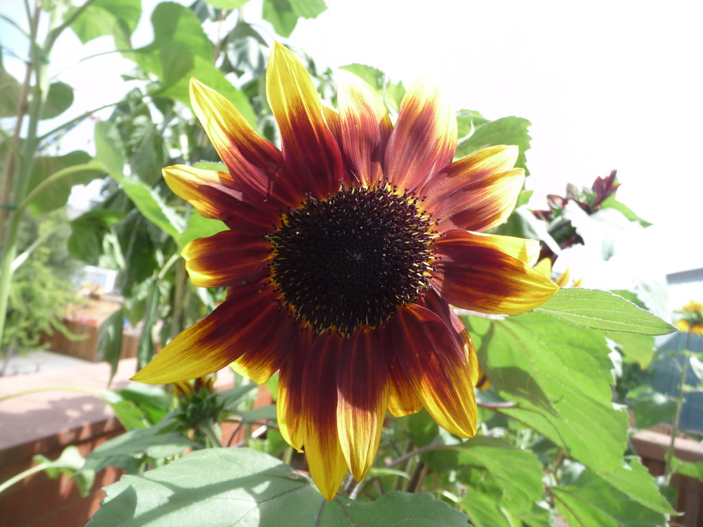 Brown and Yellow Sunflower Taken on 5th July 2010 Flickr