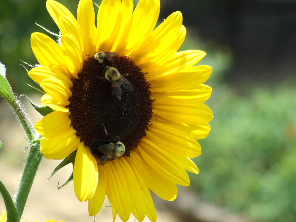 Flowers at the lake house Michael Neel Flickr