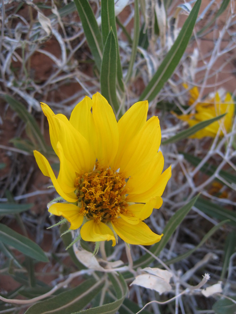 Flower, Arches National Park Bright flowers in the desert.… Flickr