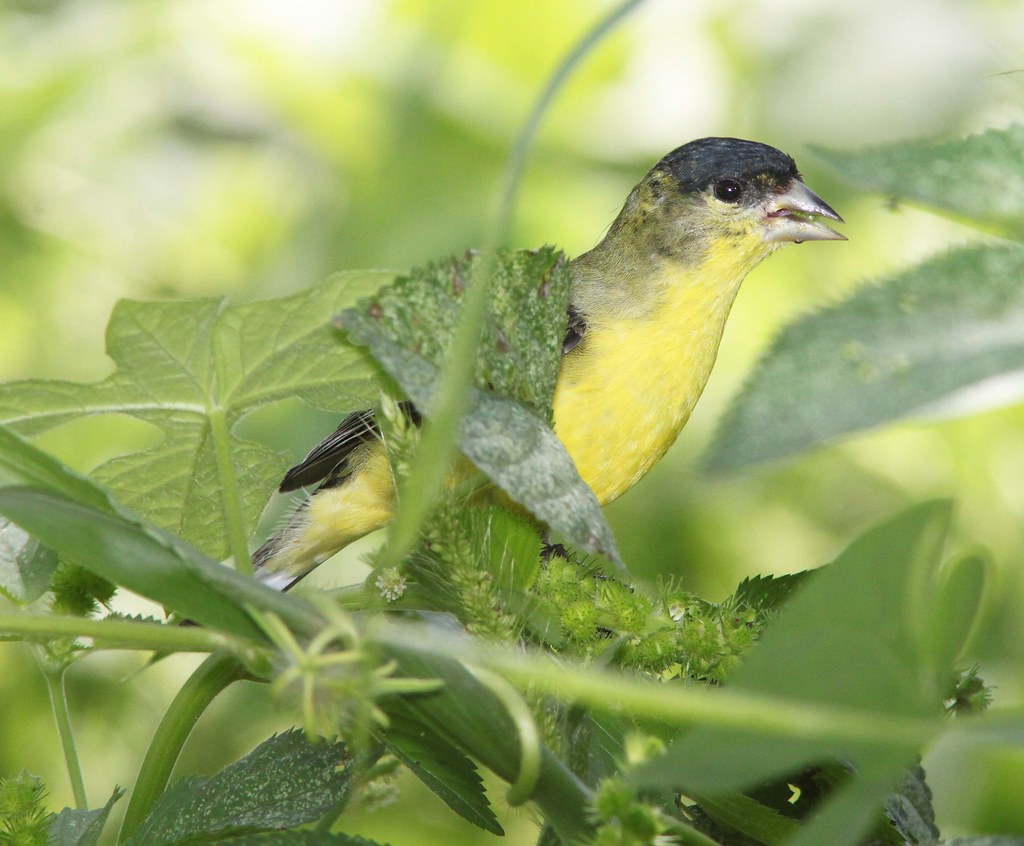 GOLDFINCH, LESSER (82810) blue haven rd, patagonia, scc,… Flickr