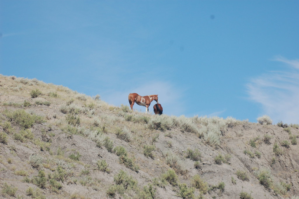 Whipping Winds 2010 002 Beothuk of The Beothuk Flickr