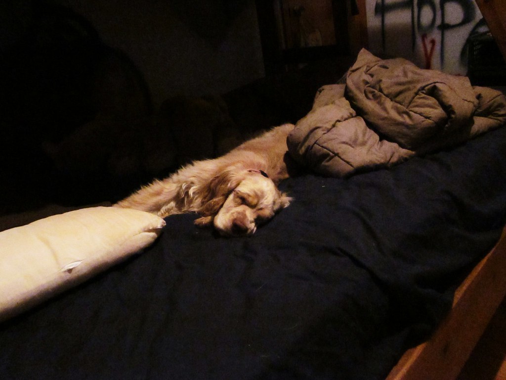 bed hog she took up my whole bed lovehope Flickr