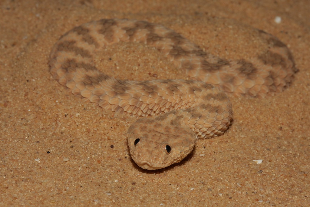 Common sand viper (Cerastes vipera) a photo on Flickriver