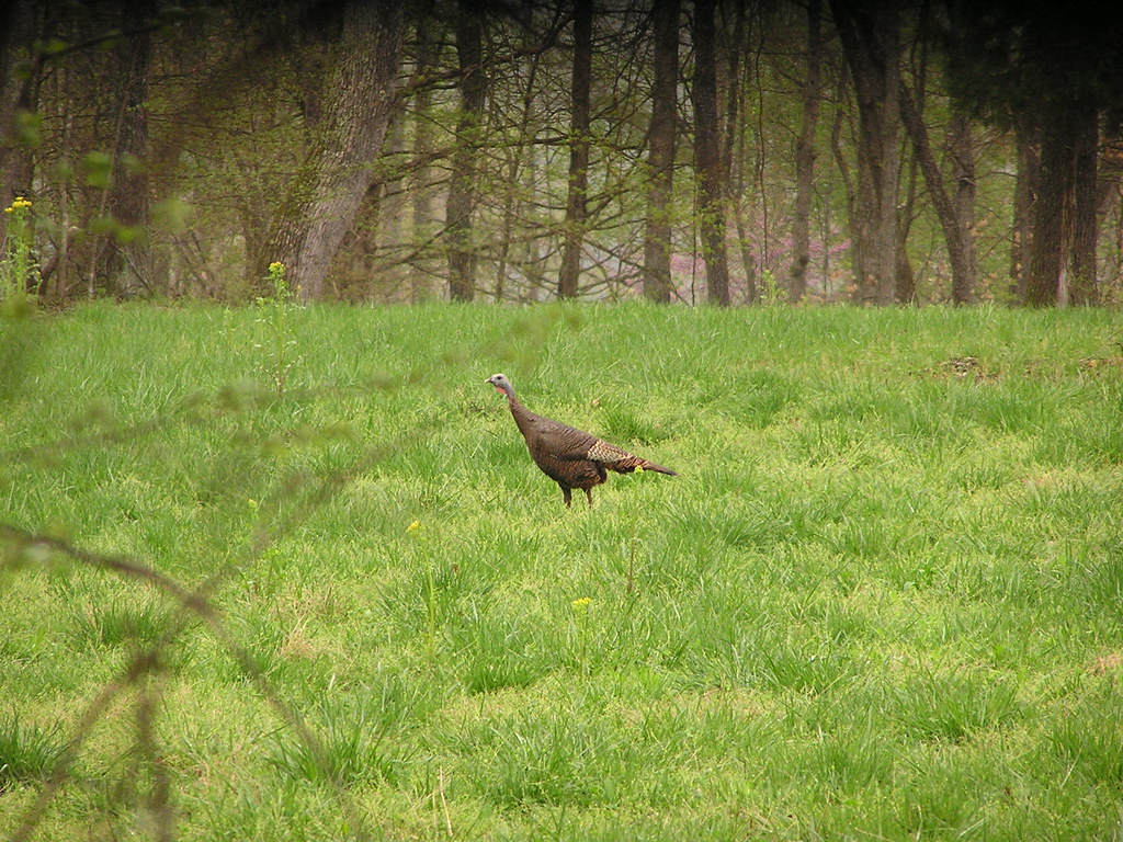 turkey28 Yellow Creek Outfitters Flickr