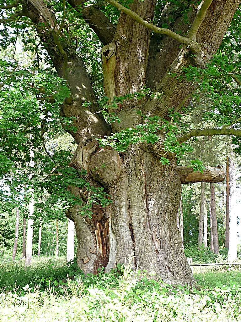 089 Oak Quercus robur Honywood Oak 800 year old oak at M… Flickr