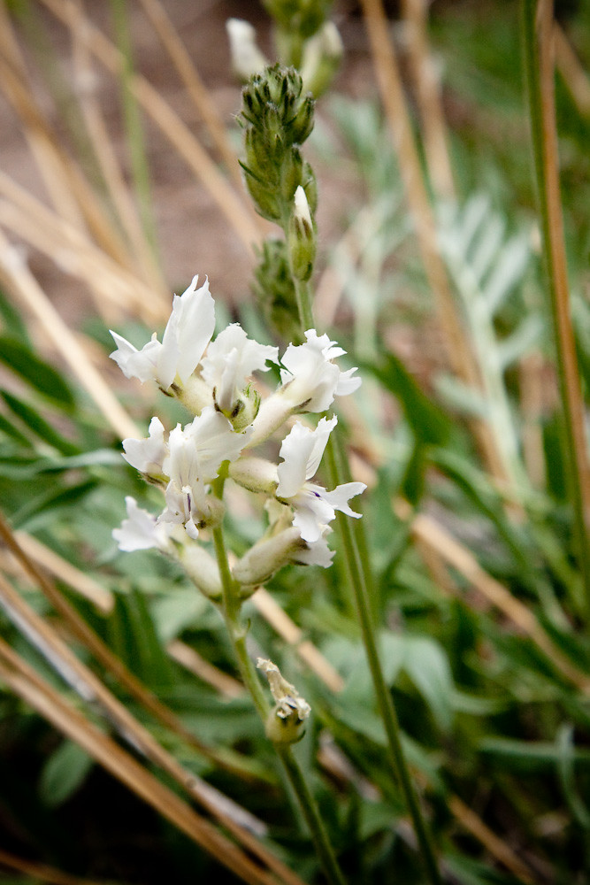 Locoweed_1027 I'm not sure what type of locoweed. Help wou… Flickr