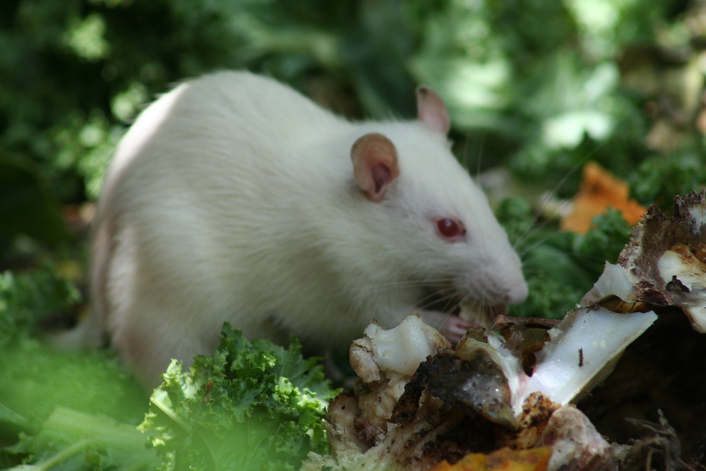 932008 25349 AM_0084 My favorite pet rat Ginger Dailey Flickr