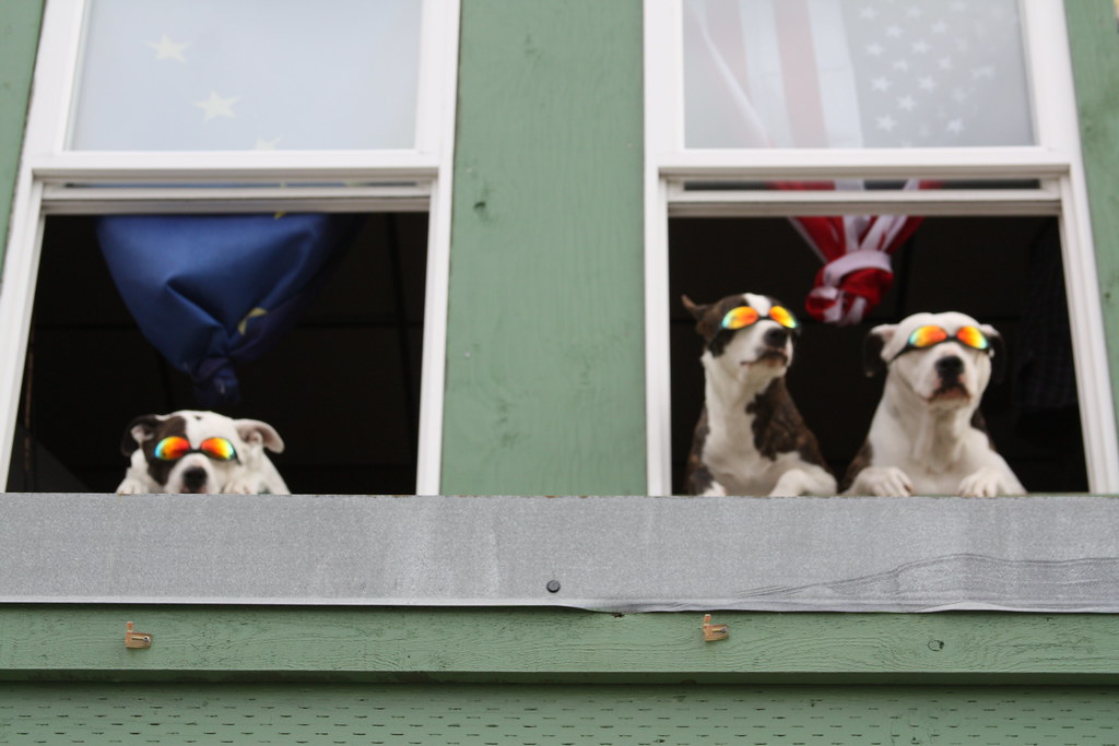 dogs of summer ketchikan, alaska Raniel Diaz Flickr