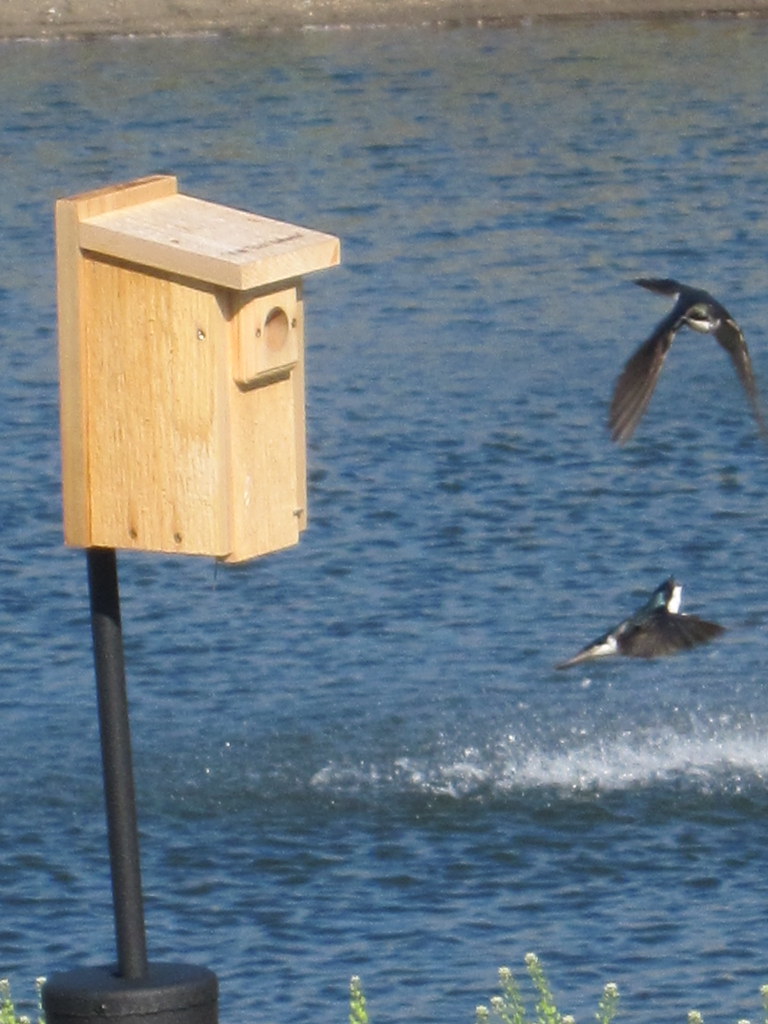 Birdhouse Saint Joseph Regional Medical Center Flickr