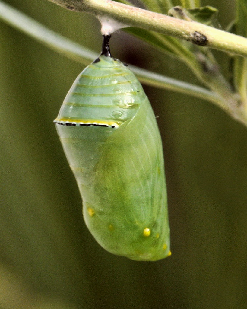 Monarch Life Cycle — 12 of 20 The Monarch chrysalis, now s… Flickr