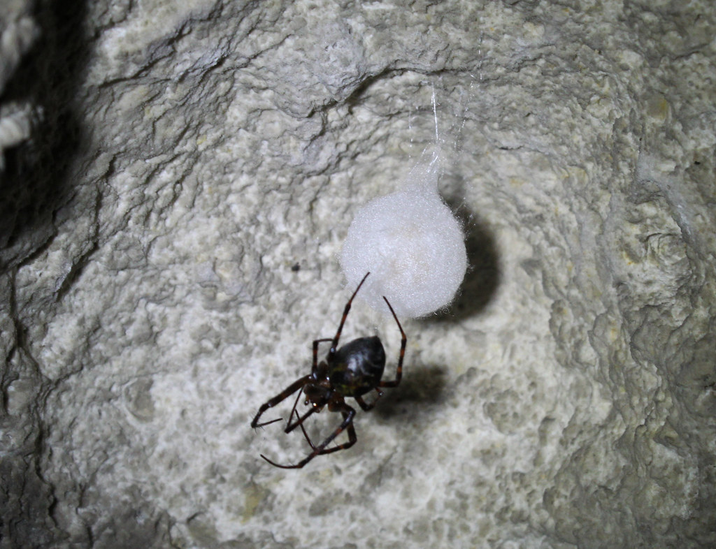White Spider Nest Wolf Spider
