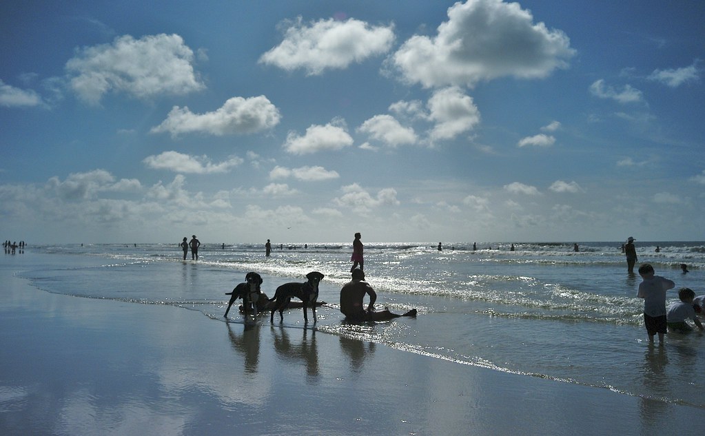 L1063803 Dogs on the beach, HHI, SC, 9 a.m Valérie Brunissen Flickr