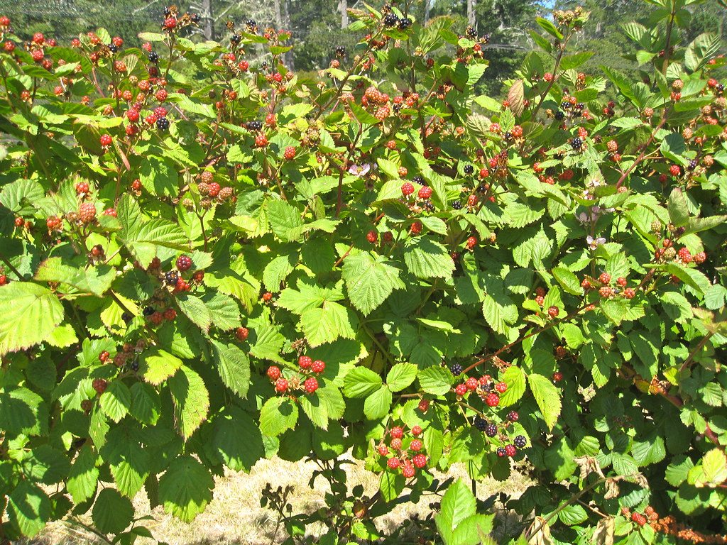 Olallieberry Bush olallieberry and strawberry picking in P
