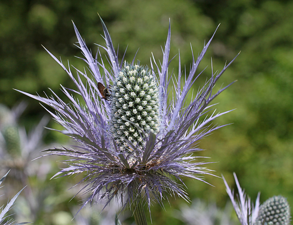 Chardon bleu des Alpes Eryngium alpinum Le panicaut des Al… Flickr