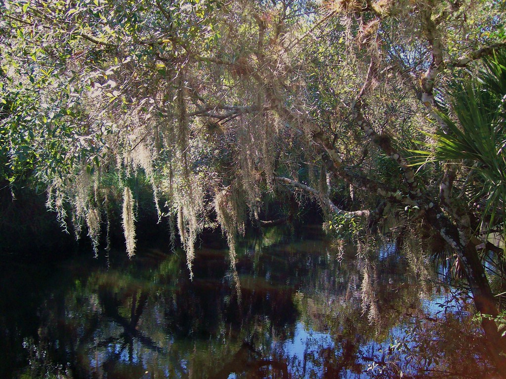 spanish moss, Myakka river Spanish Moss Linda Hoover Flickr