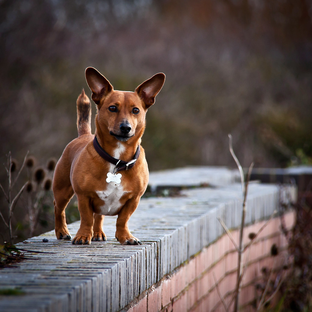 The Jachshund Joy's Jack Russell Dachshund cross is hencef… Flickr