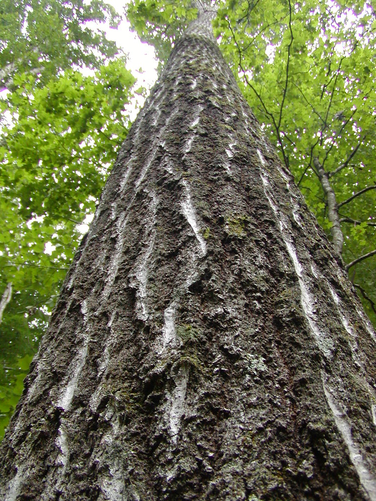 scenary24 scenary24 Yellow Creek Outfitters Flickr