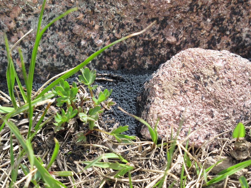 Making me itch Hypogastrura nivicola Thomas Jackson Flickr