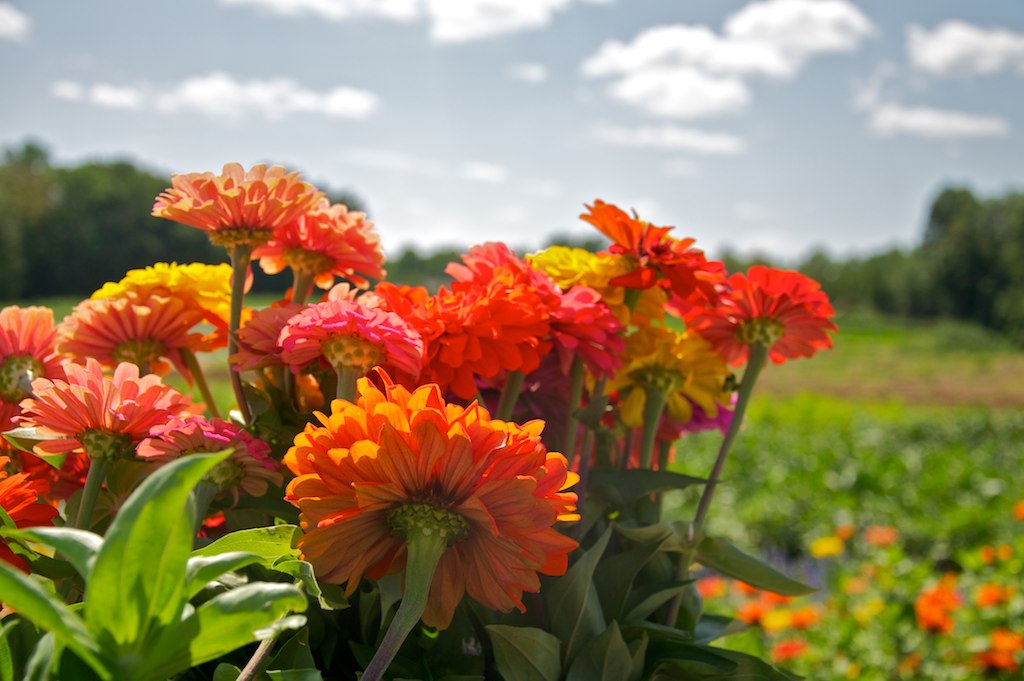 Zinnias on the farm Stokes Farm Old Tappan, New Jersey Jul… What Is