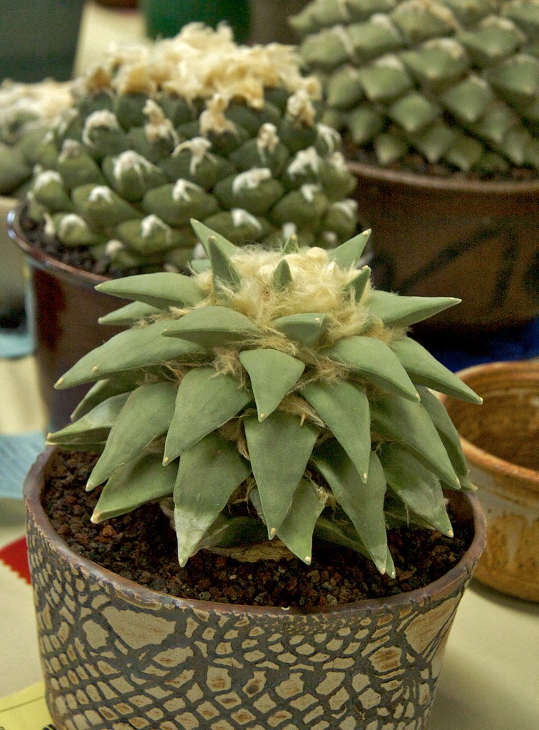 Intercity Cactus and Succulent Show Ariocarpus Cactus