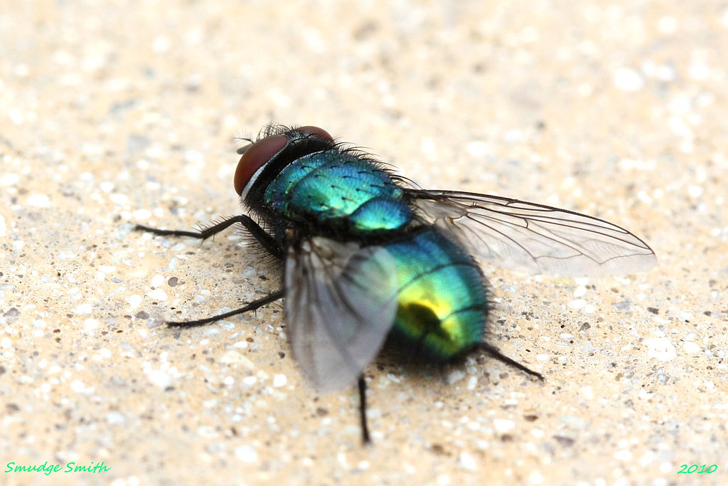 Common Green Bottle fly (Lucilia sericata) Garden 9 Augu… Flickr