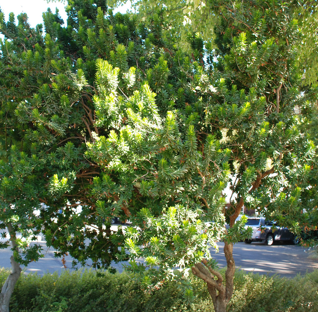 Myrtus communis 'Boetica' Twisted Myrtle, Andalusian Myrtl… Flickr